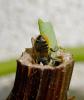 Megachile centuncularis